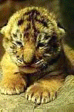 The Tigers Only Preservation Society