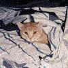 Covered Up
(Tigger 1996)